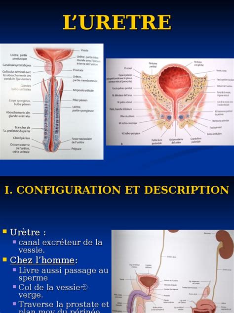 méat urétral|Lurètre chez lhomme et chez la femme (anatomie,。